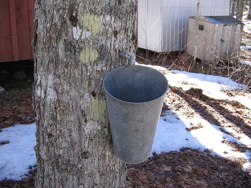 maple syrup bucket collecting sap