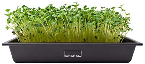 home microgreens growing kit