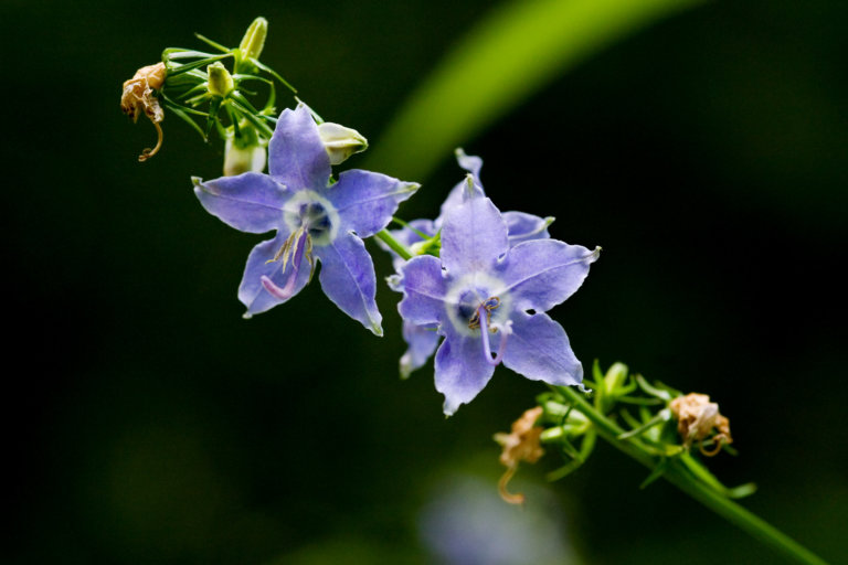 western-new-york-s-gorgeous-interesting-native-plants