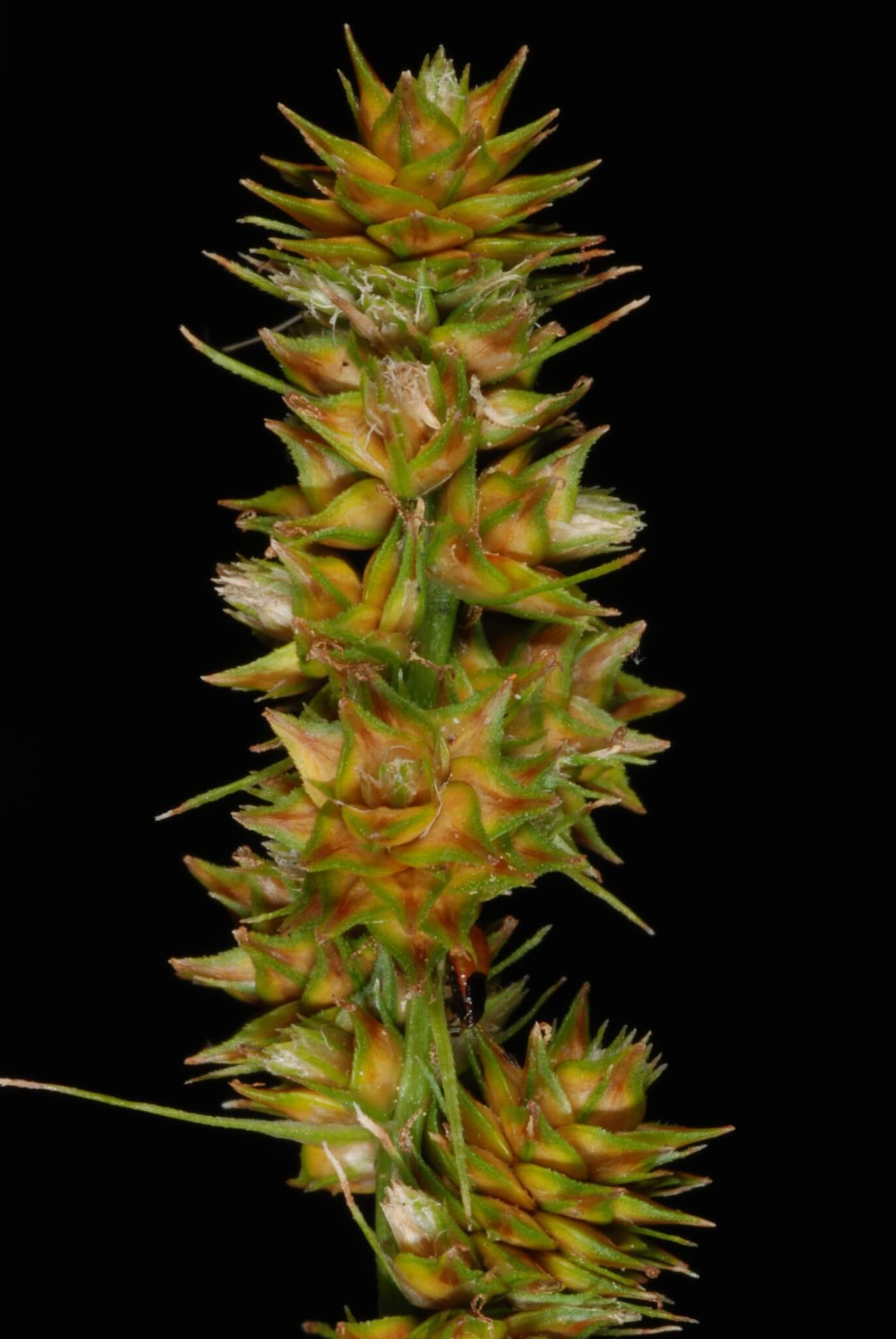 Carex annectens (yellow-fruited sedge)