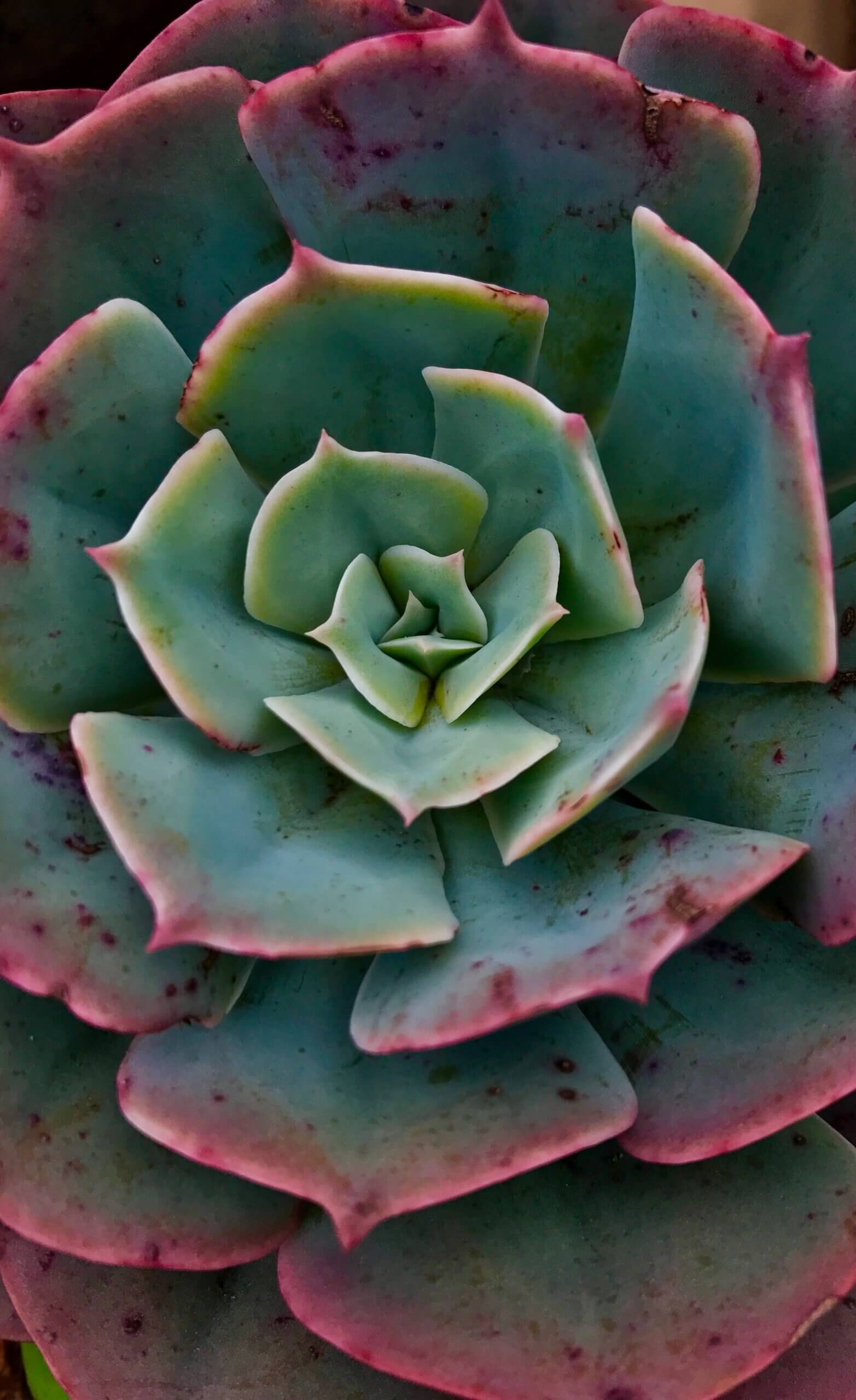close up view of leaves of Echeveria succulent plant