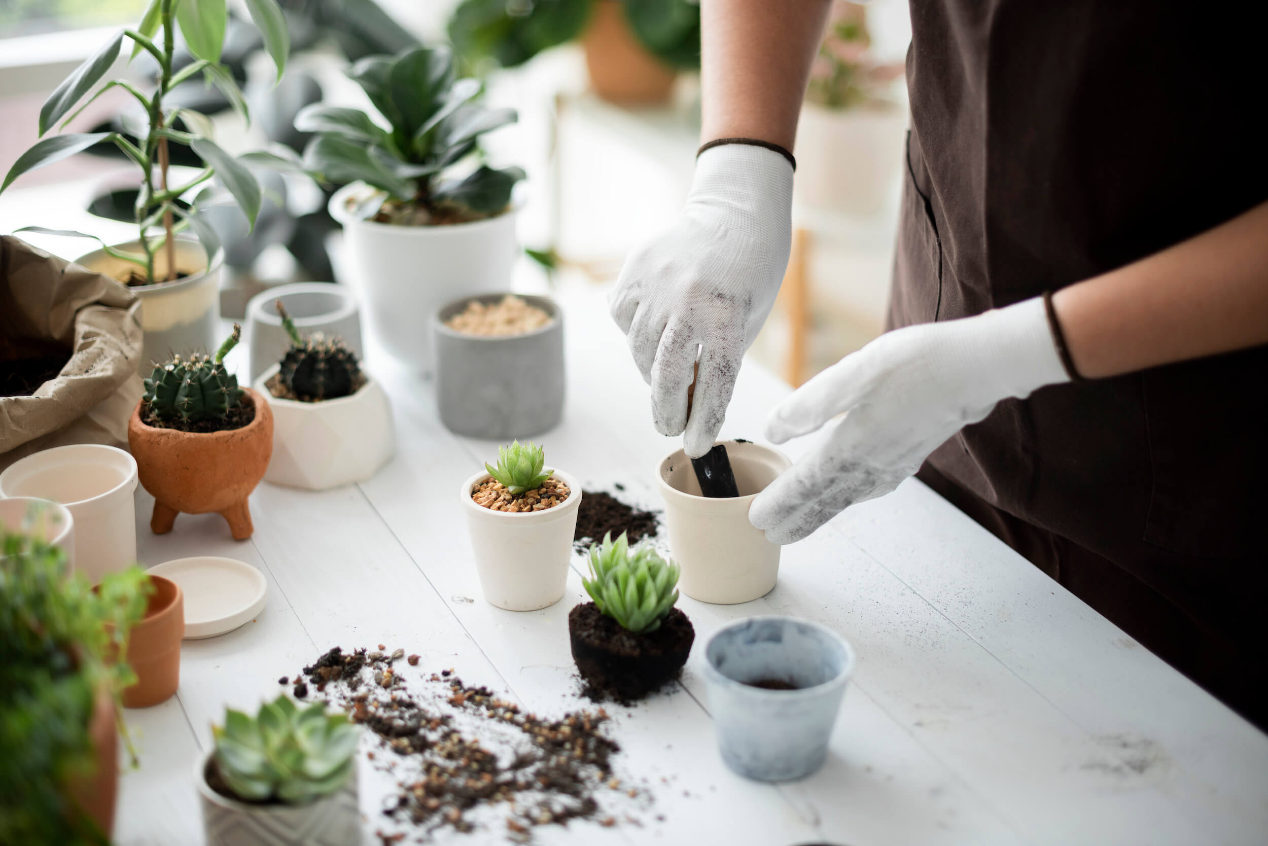 Professional plant nursery worker repotting a plant