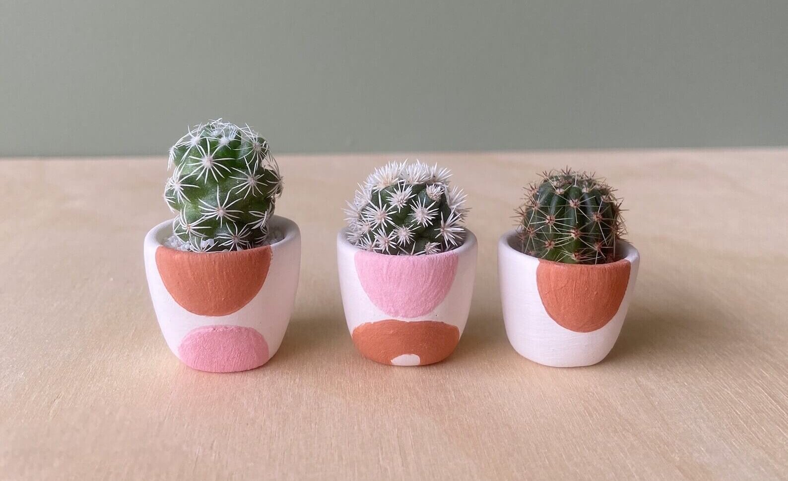 3 mini cacti in colorful pots