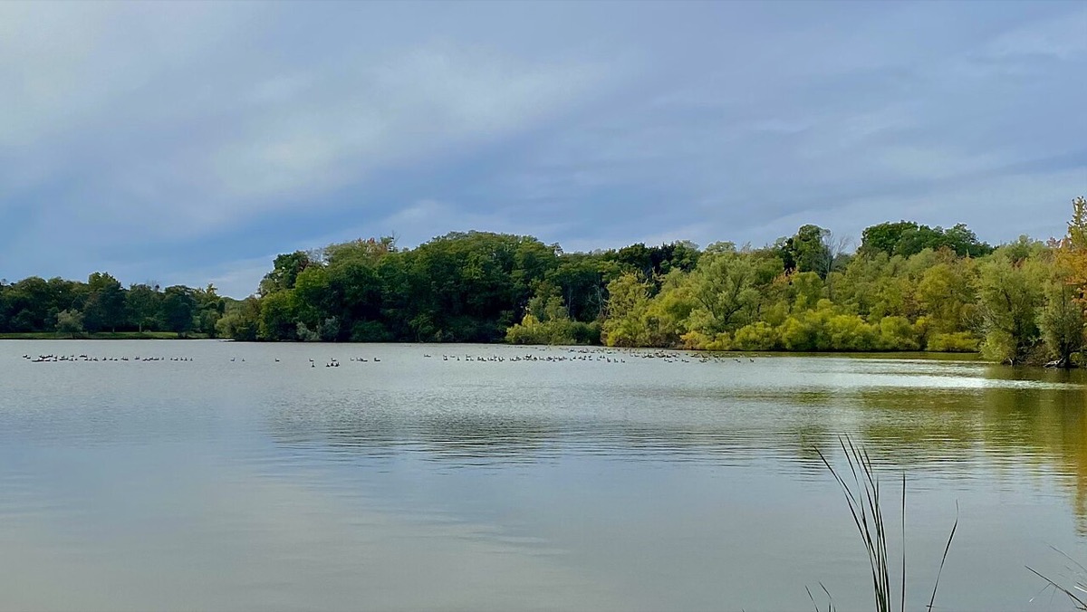 Canada geese on Bond Lake in Bond Lake County Park, Lewiston, NY