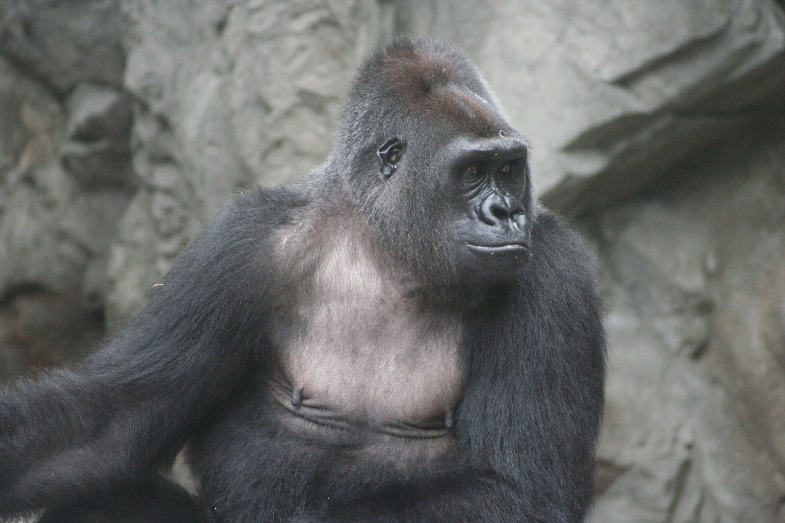 A western lowland gorilla sitting against a rock wall at the Buffalo Zoo, looking off to one side