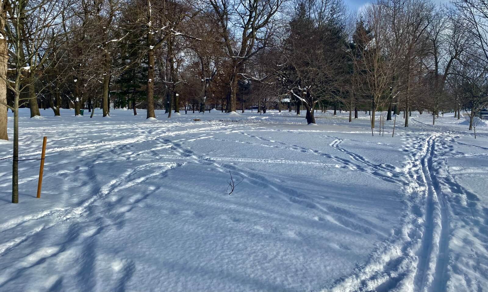 Fresh snow across an open field in Delaware Park crossed by footprints and cross-country ski tracks, with bare trees and long blue shadows in the afternoon light