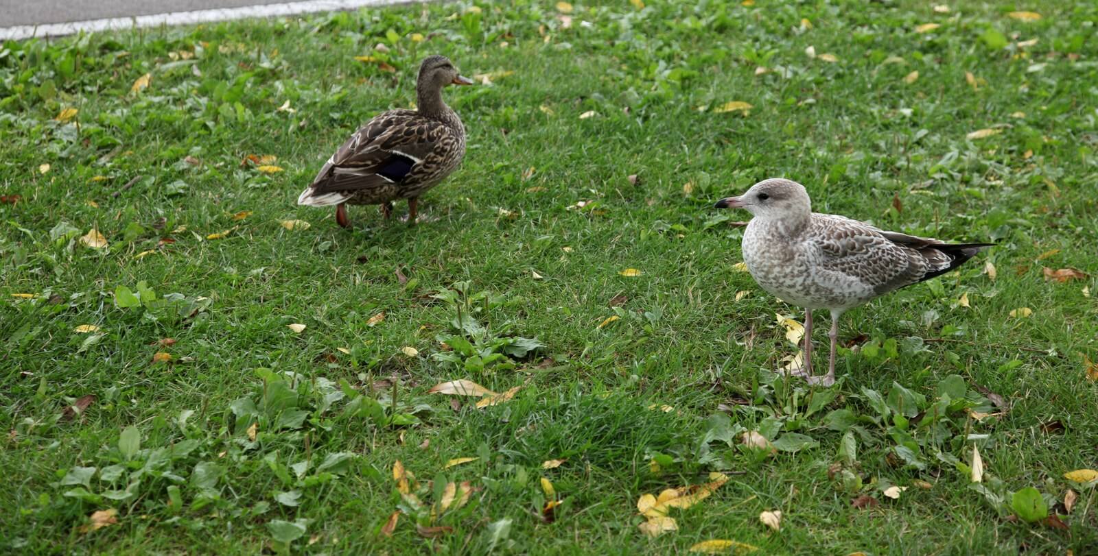 A female mallard and a young ring-billed gull standing a few feet apart on the grass at Niawanda Park, among scattered fallen leaves