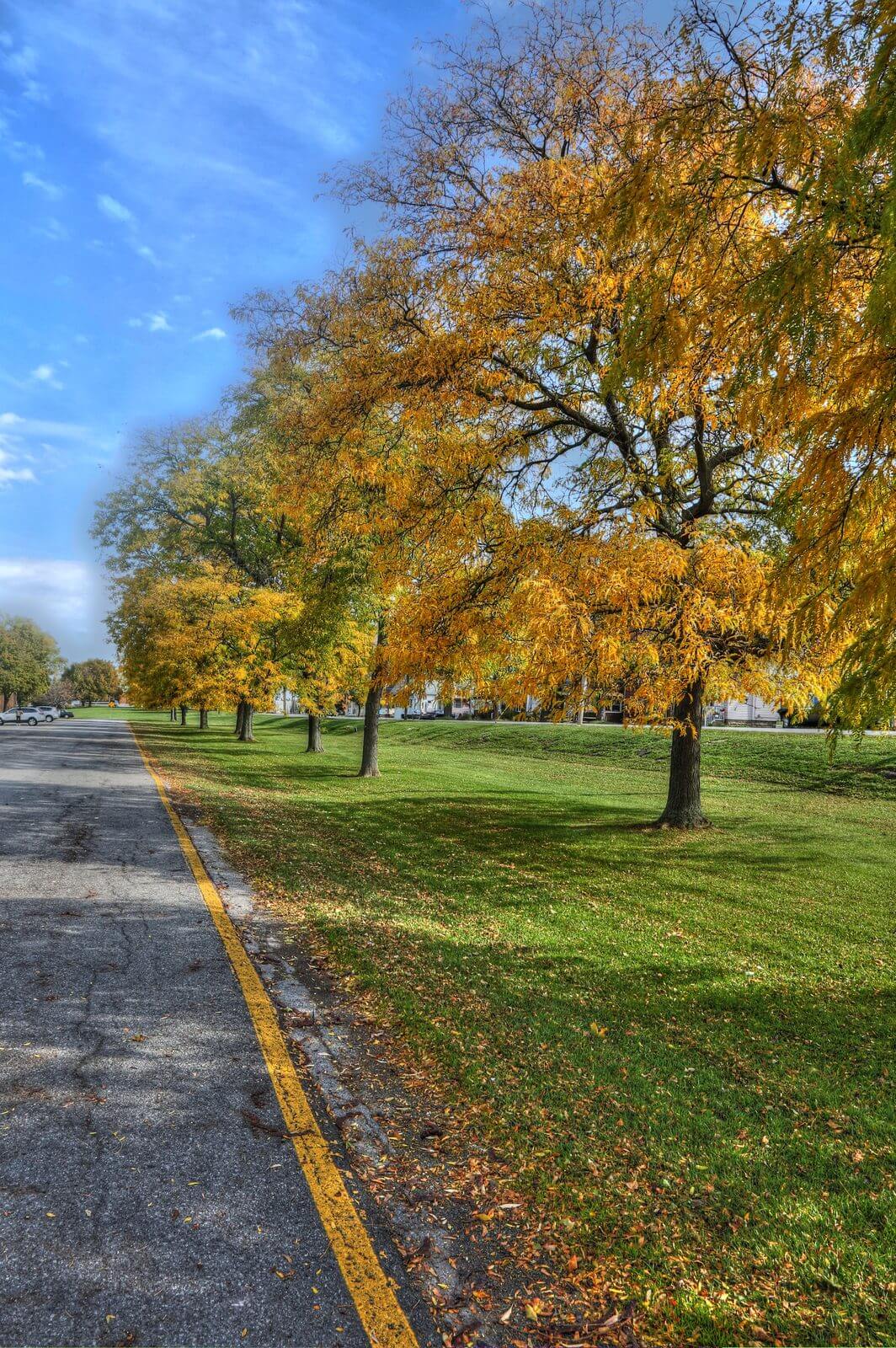 A row of trees in full golden autumn color along the grassy edge of the paved parkway through Niawanda Park, with a yellow center line running away into the distance under a blue sky